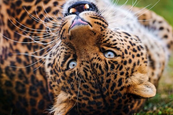 Leopardo en la naturaleza