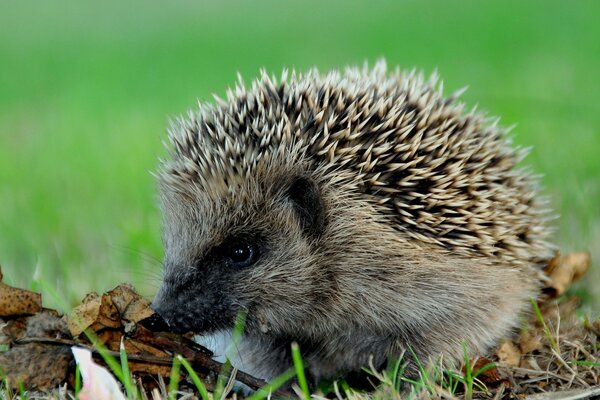 Hedgehog without head and legs