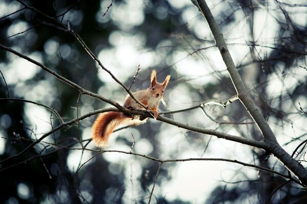 Red Squirrel on a branch in the wild