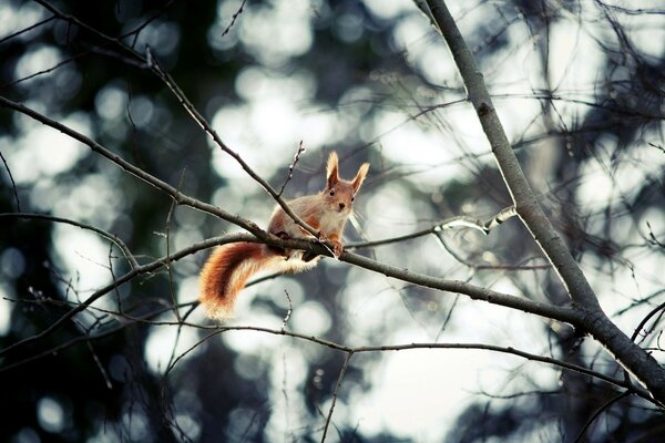 Écureuil roux sur une branche dans la nature