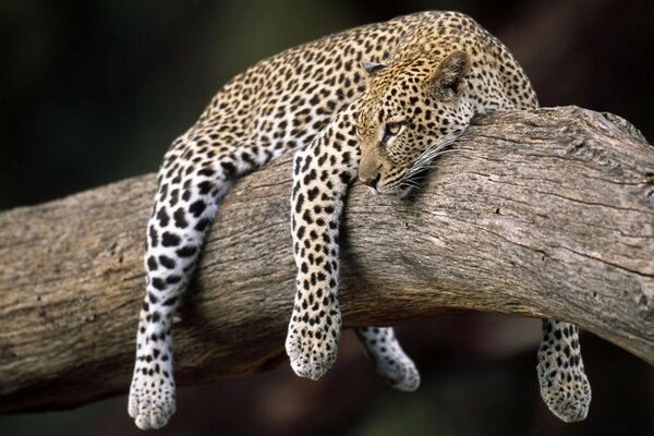 El gato en el árbol yace