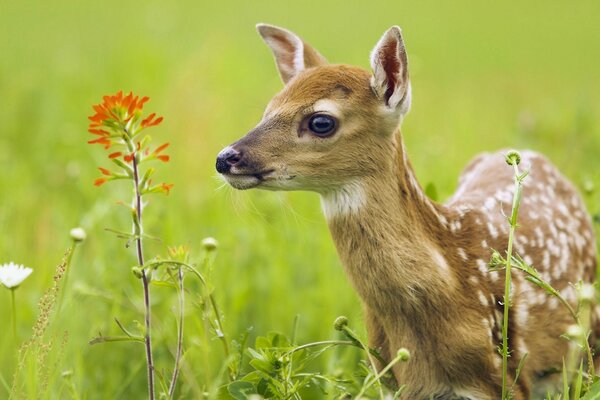 Animales salvajes lindos