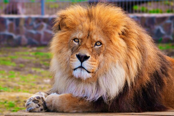 Lion avec crinière luxuriante, animal de la faune