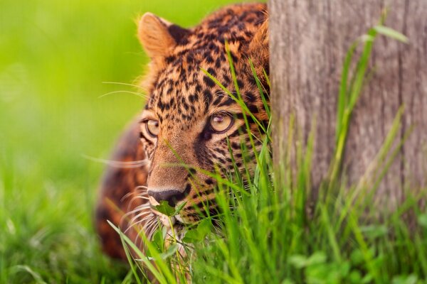 Gato en la naturaleza