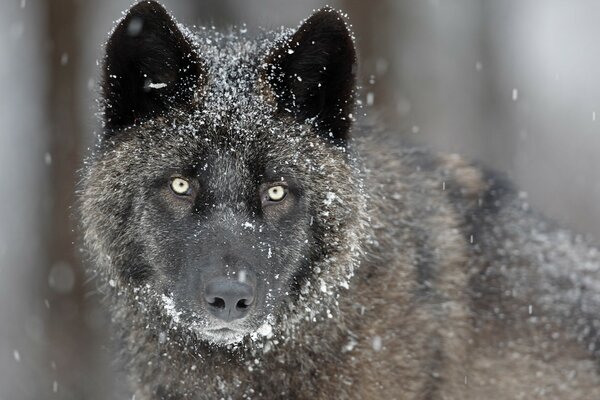 Loup noir. Un regard de loup. Chute de neige