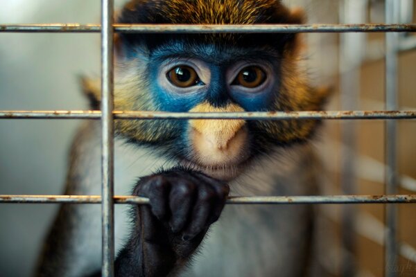 Singe avec des yeux tristes dans une cage