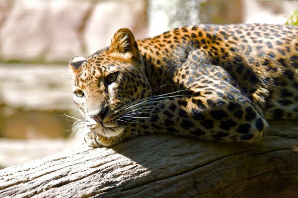 Ein Leopard liegt auf einem umgestürzten Baum, ein Raubtier