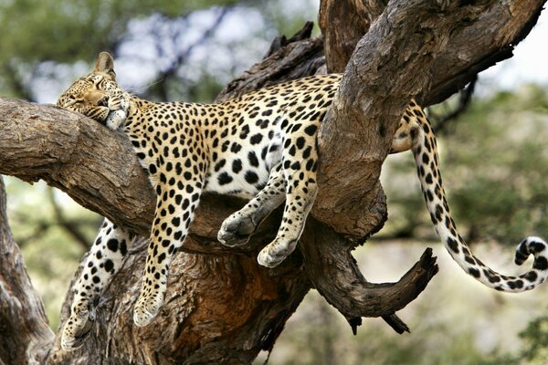 Animals on a tree in the wild