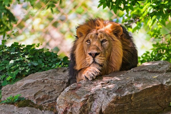 Animales salvajes, depredador en vacaciones