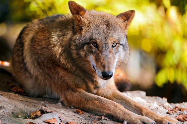 Lobo selvagem na floresta