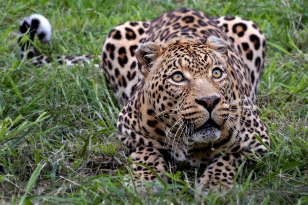 Gatto selvatico sdraiato sull erba