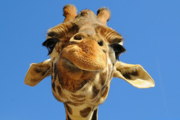 Giraffe mit lustigen Gesicht auf Himmelshintergrund