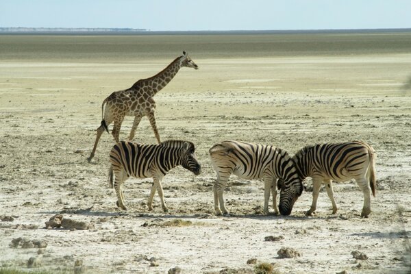 Beautiful zebras in the wild