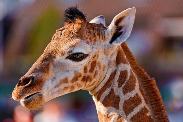 Portrait de bébé girafe