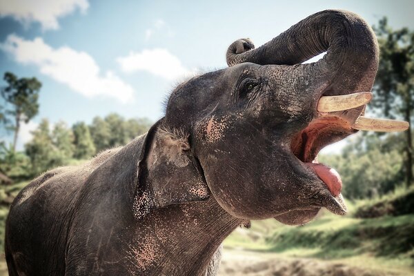 Elefant in freier Wildbahn