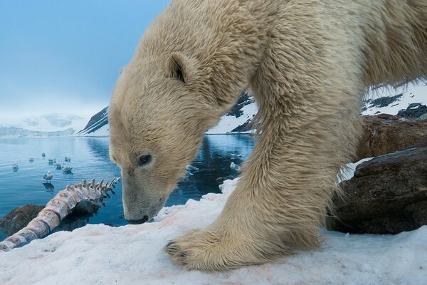 Polar bear with whale bones