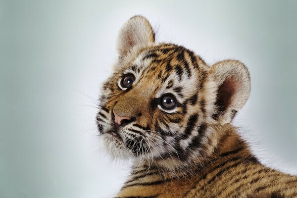 Piccolo cucciolo di tigre su sfondo chiaro