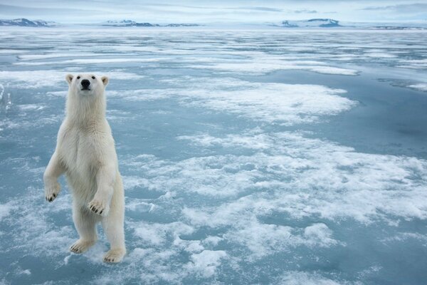 Un oso polar curioso en un témpano de hielo