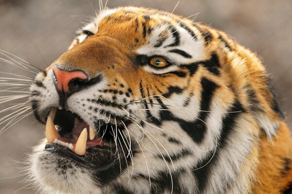 Tigre rosna, animal da vida selvagem