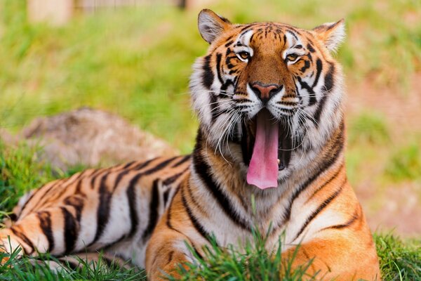 Tigre de Bengala acostado en la hierba y bostezando