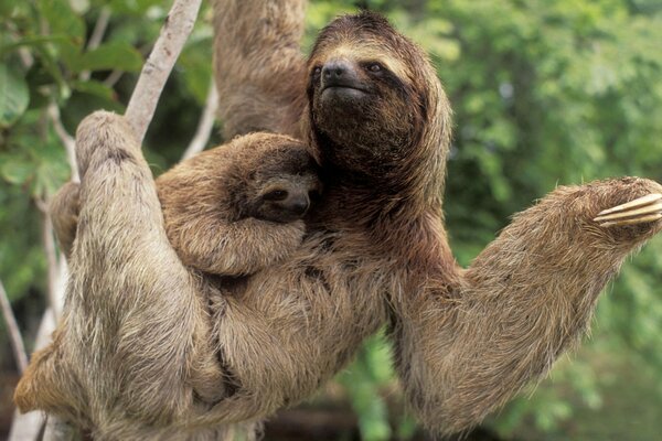 Sloth on a branch with a cub