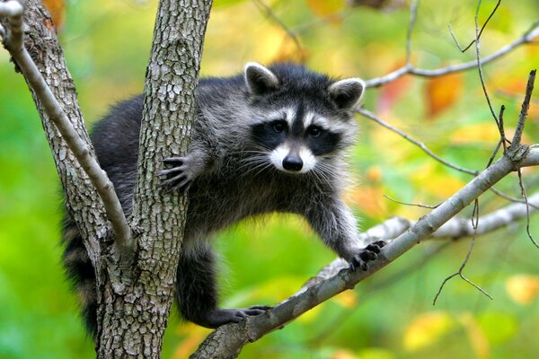 Photo of a raccoon on a tree