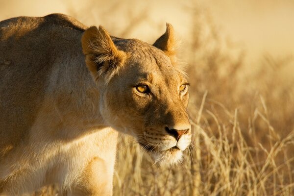 Lioness in the wild on the hunt