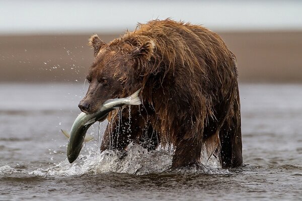 Bär fängt Fische im Fluss