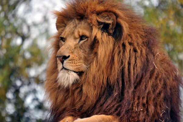 Lion dans la nature