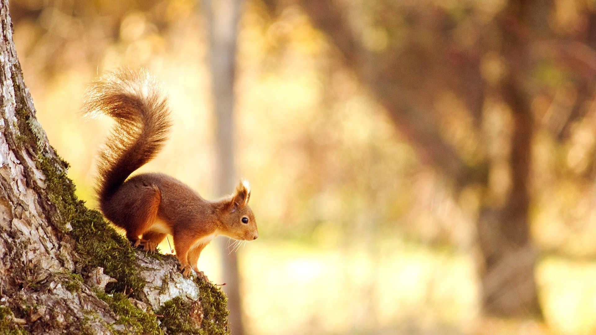 animals squirrel mammal nature wood outdoors tree rodent wildlife fall nut fur one blur cute daylight park