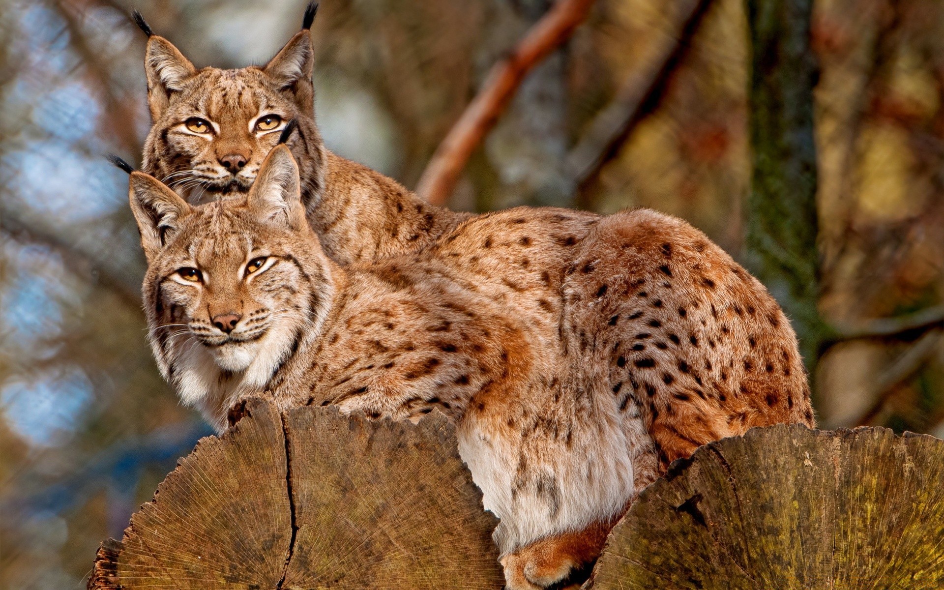 animaux chat mammifère faune nature prédateur animal sauvage à l extérieur mangeur de viande fourrure portrait