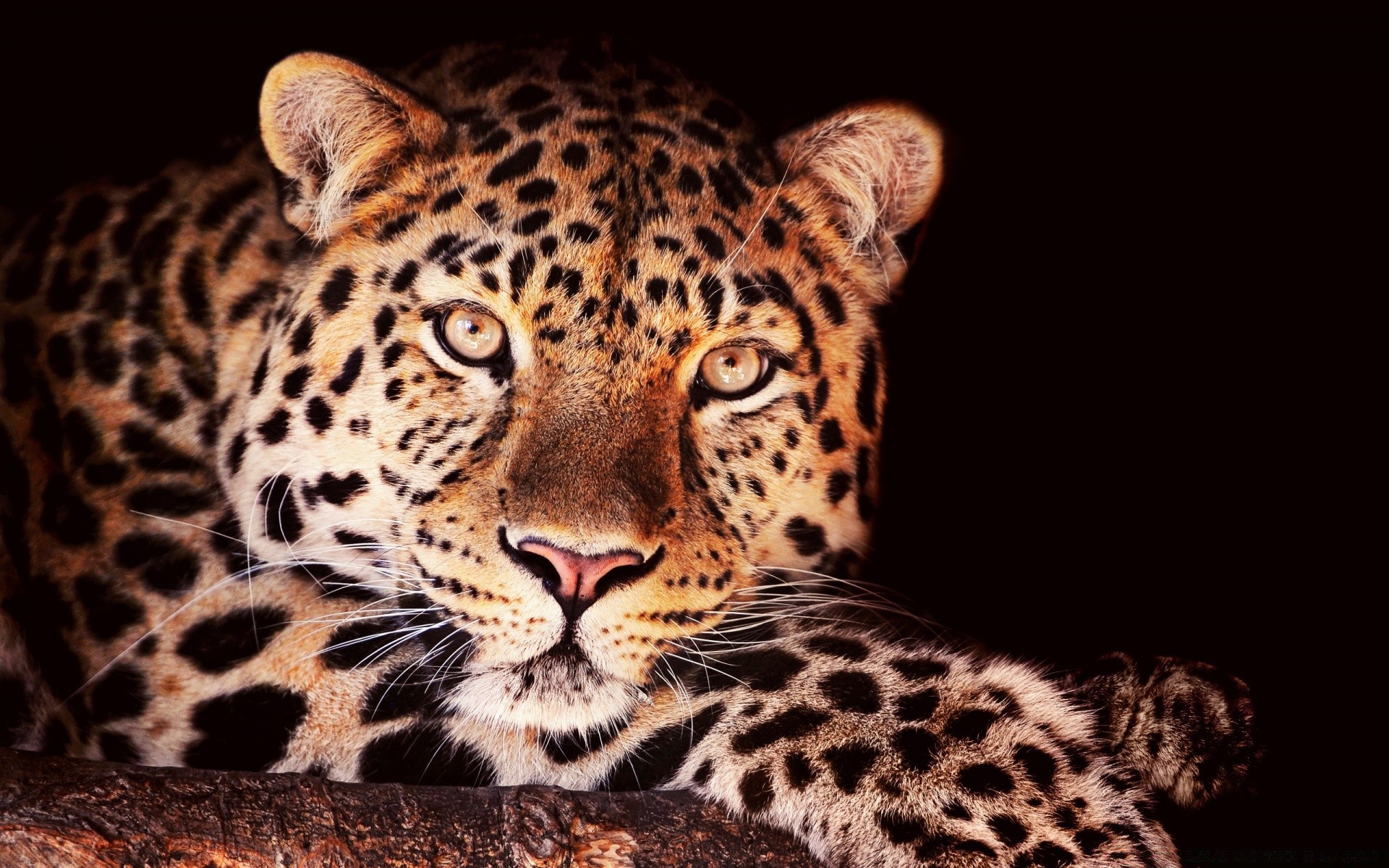 animais gato leopardo vida selvagem mamífero predador animal safari jardim zoológico pele perigo olho selva carnívoro grande selvagem