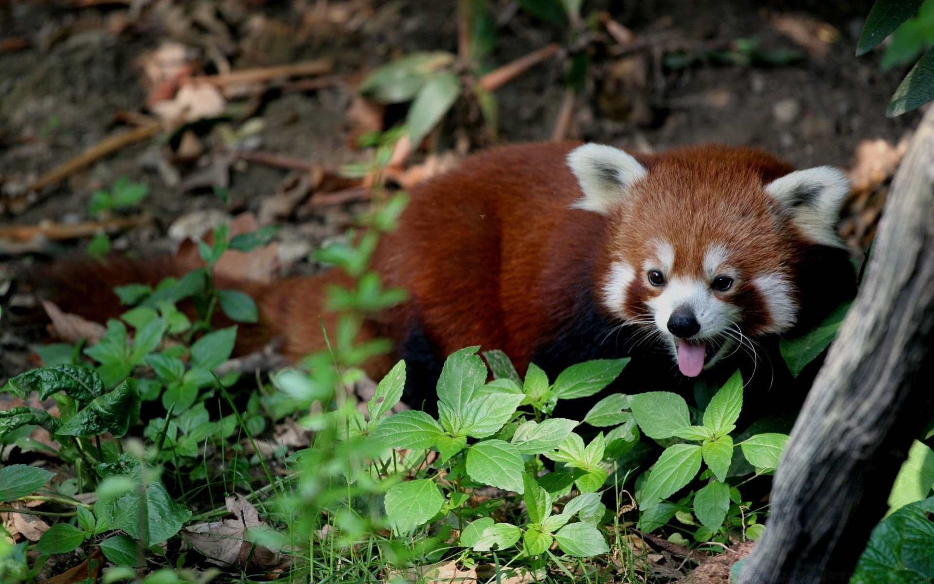 tiere natur niedlich säugetier tierwelt tier wenig im freien blatt wild