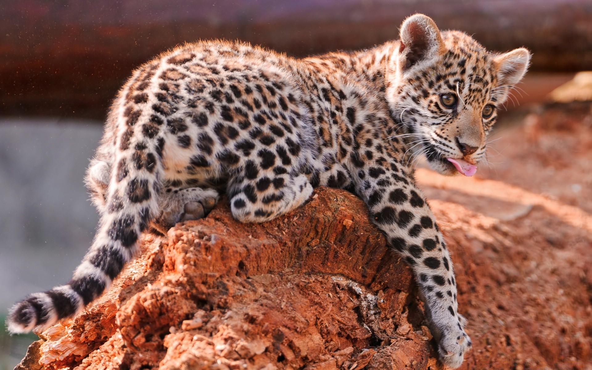 animaux faune mammifère nature animal sauvage zoo prédateur safari chat léopard