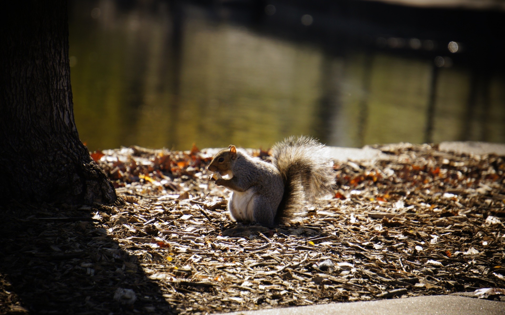 tiere natur holz herbst park baum tierwelt im freien