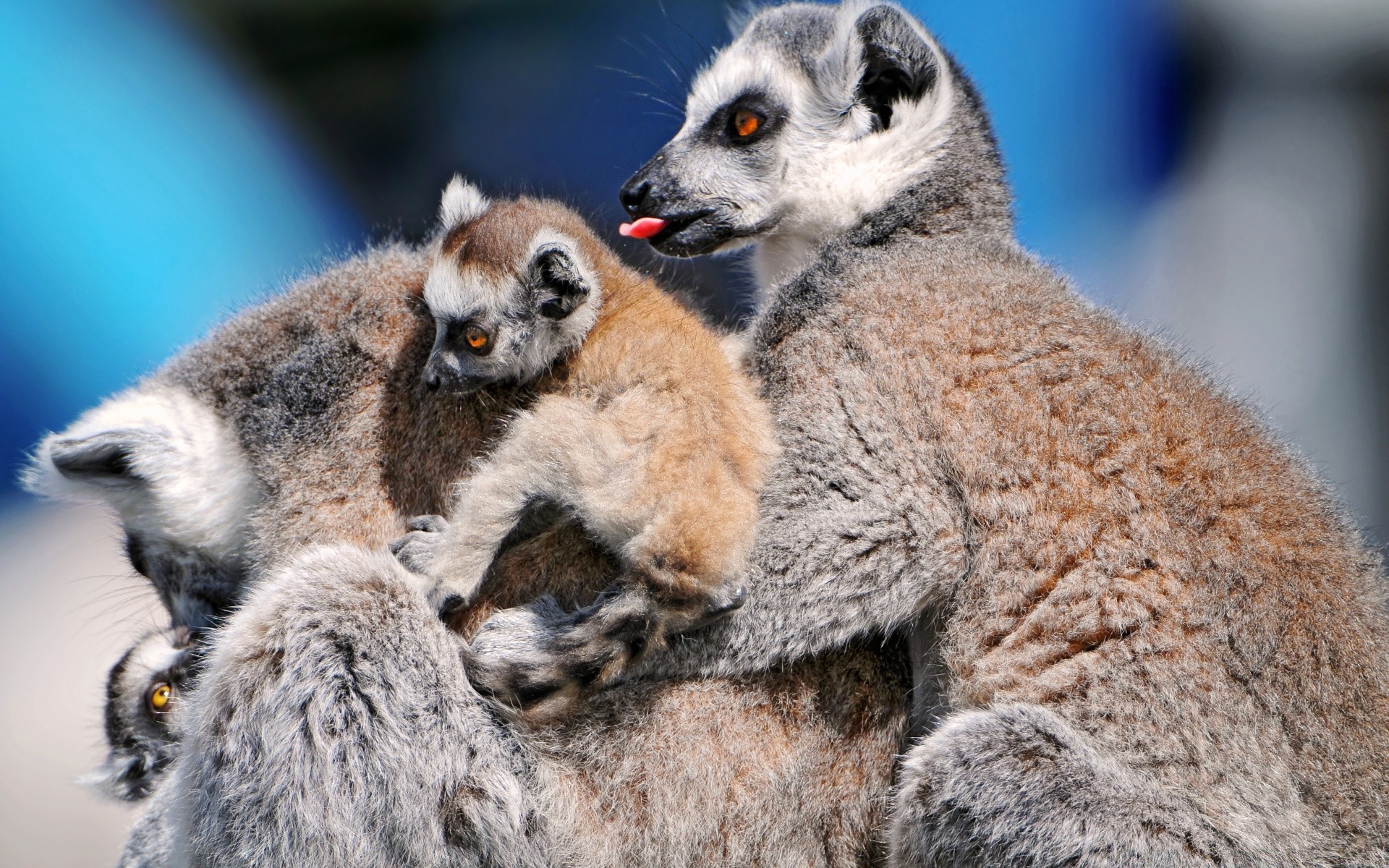 animali mammifero animale natura fauna selvatica sveglio ritratto all aperto