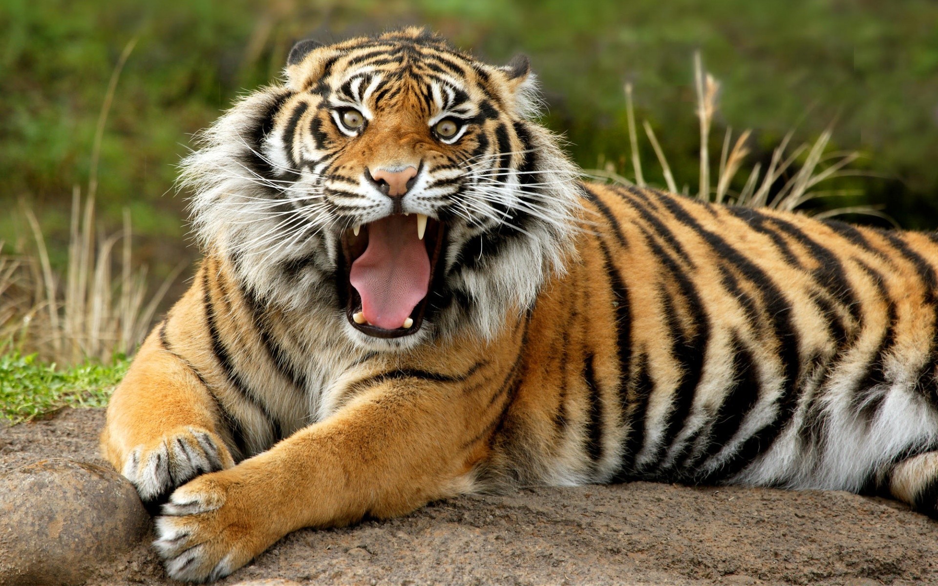 animales vida silvestre mamífero gato tigre animal depredador zoológico safari carnívoro salvaje piel cazador selva raya retrato ojo