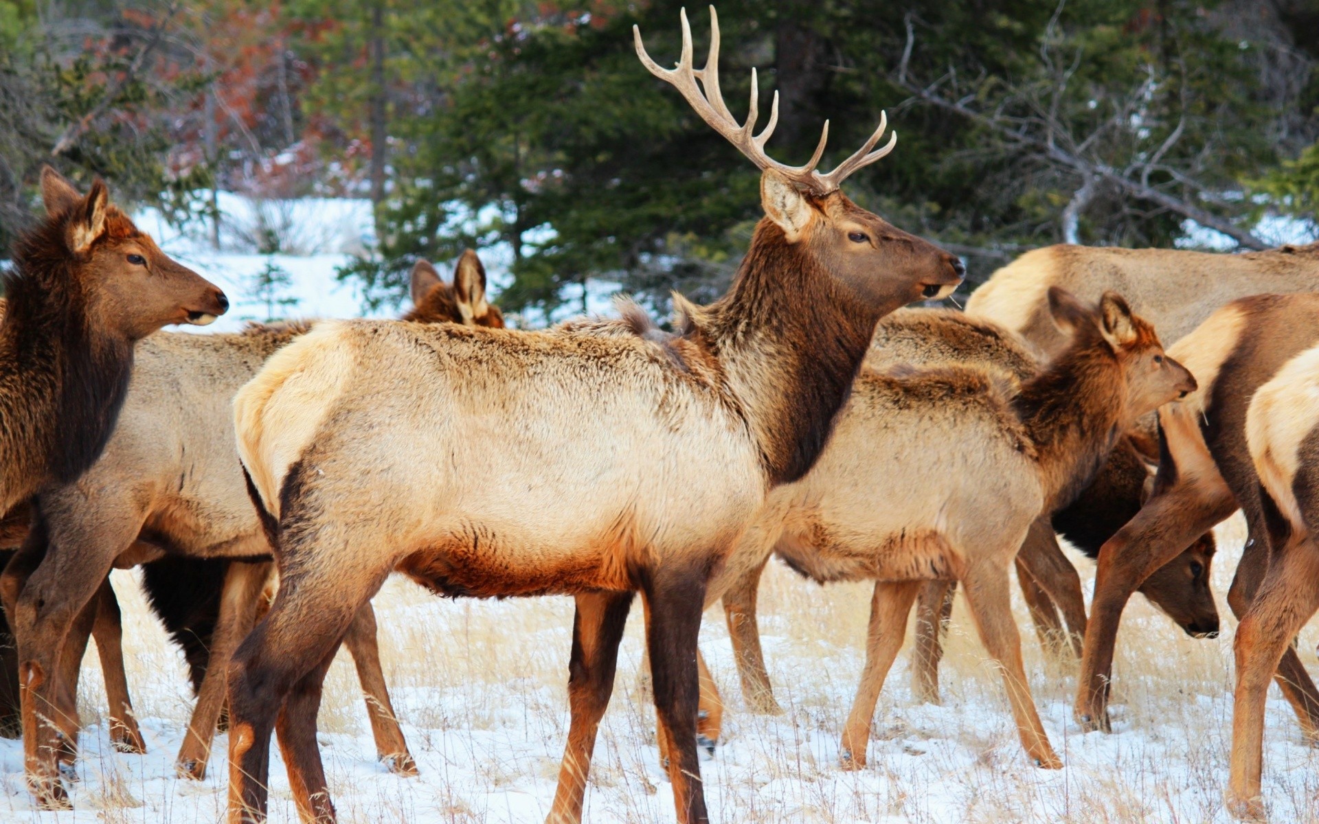 animales mamífero ciervo vida silvestre alce animal ciervo pantano salvaje naturaleza piel buck hierba toro cuerno