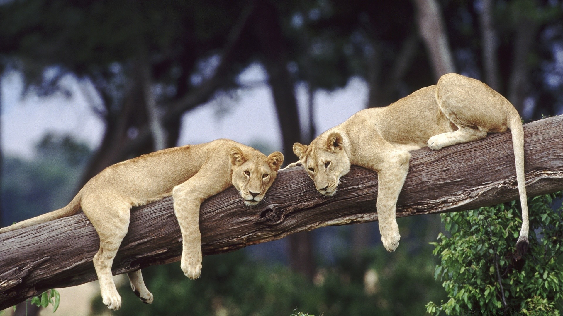 animais mamífero vida selvagem gato animal natureza madeira leão selvagem ao ar livre árvore