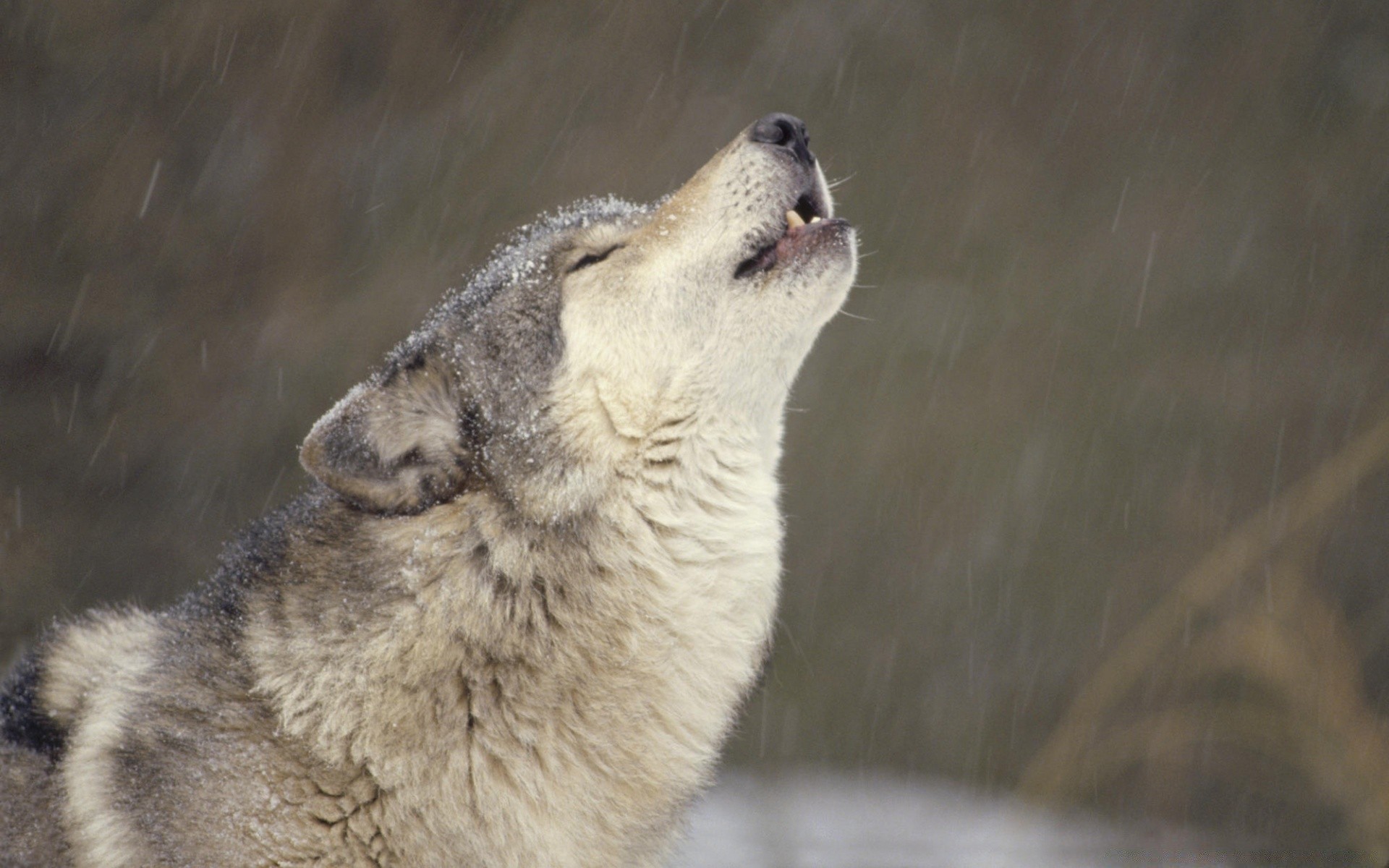 animals mammal wildlife nature animal outdoors zoo wild daylight fur cute portrait