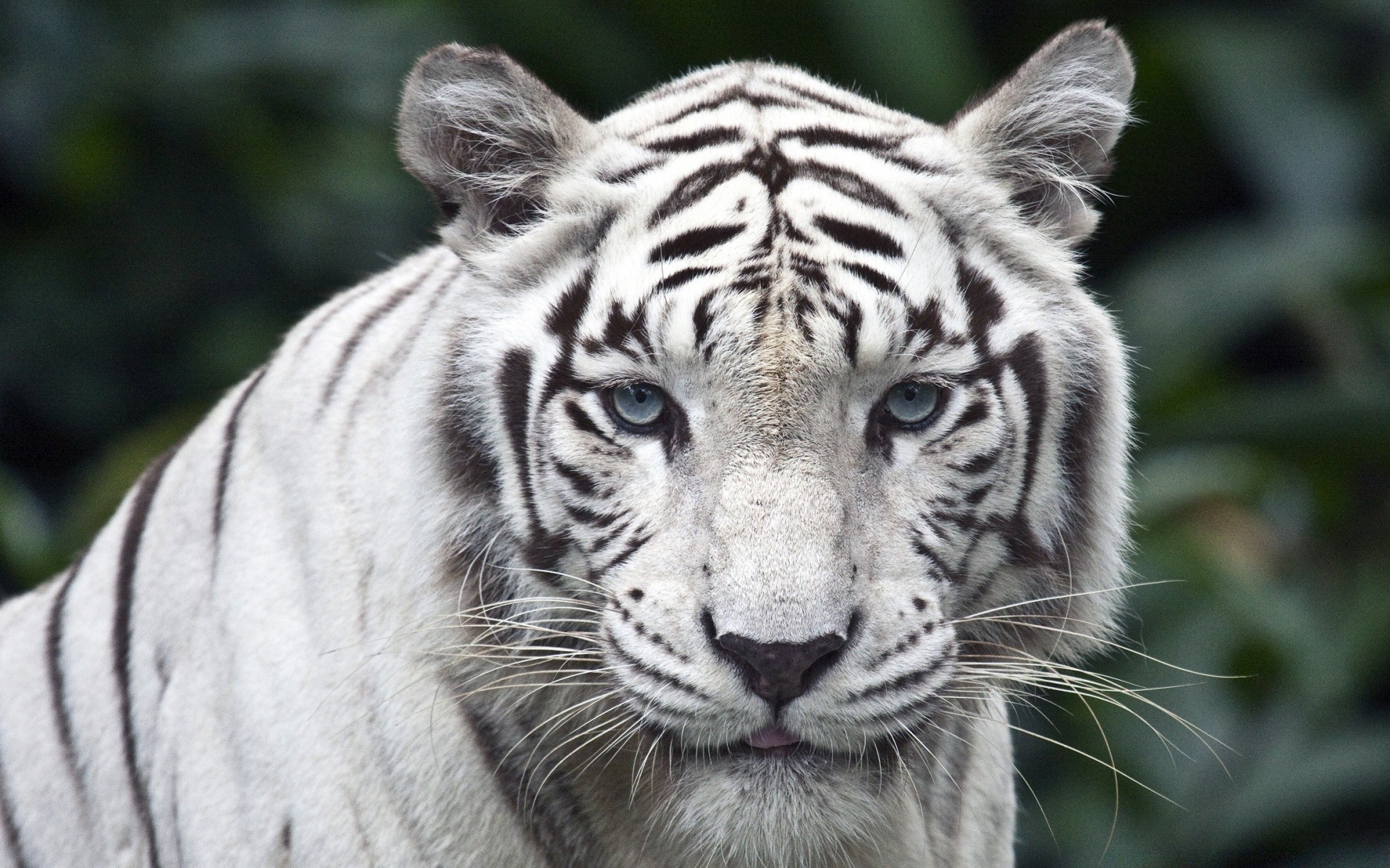 animaux faune chat mammifère animal tigre zoo jungle sauvage prédateur tête portrait safari mangeur de viande grand bande chasseur fourrure danger