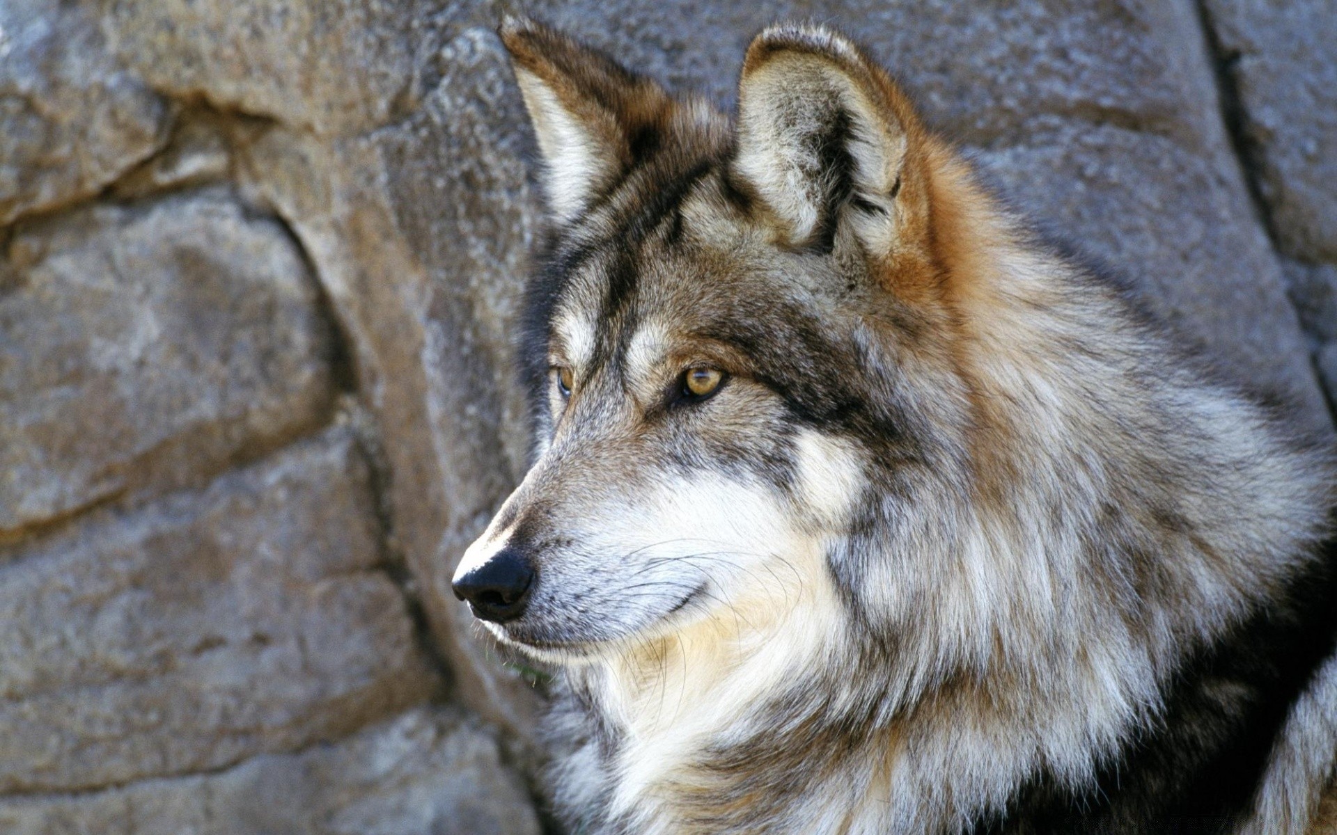 animaux loup mammifère faune fourrure prédateur nature sauvage cynologue animal portrait zoo oeil à l extérieur chien vue