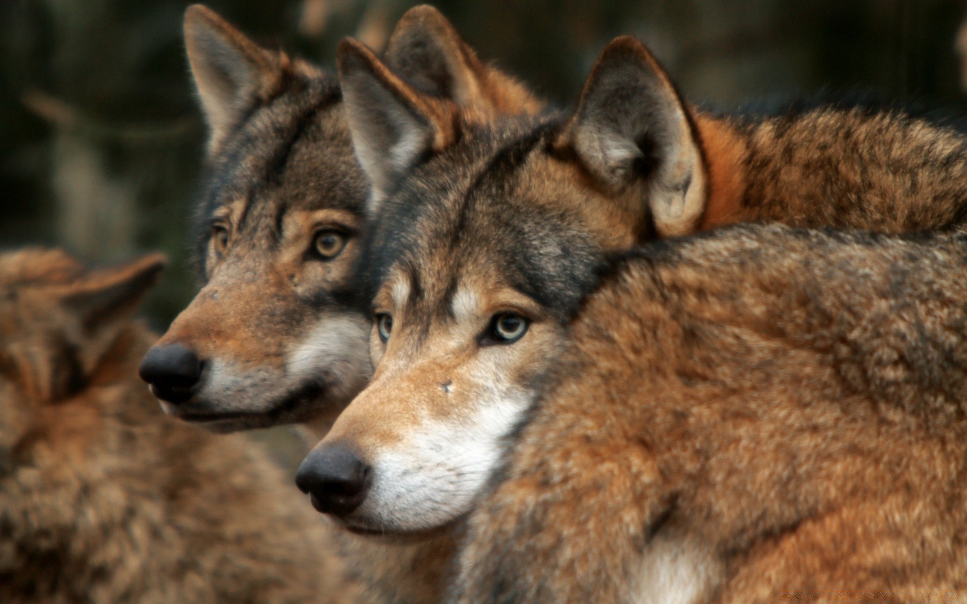 tiere säugetier hundeführer tier hund tierwelt raubtier wild wolf porträt fell fleischesser niedlich natur zoo