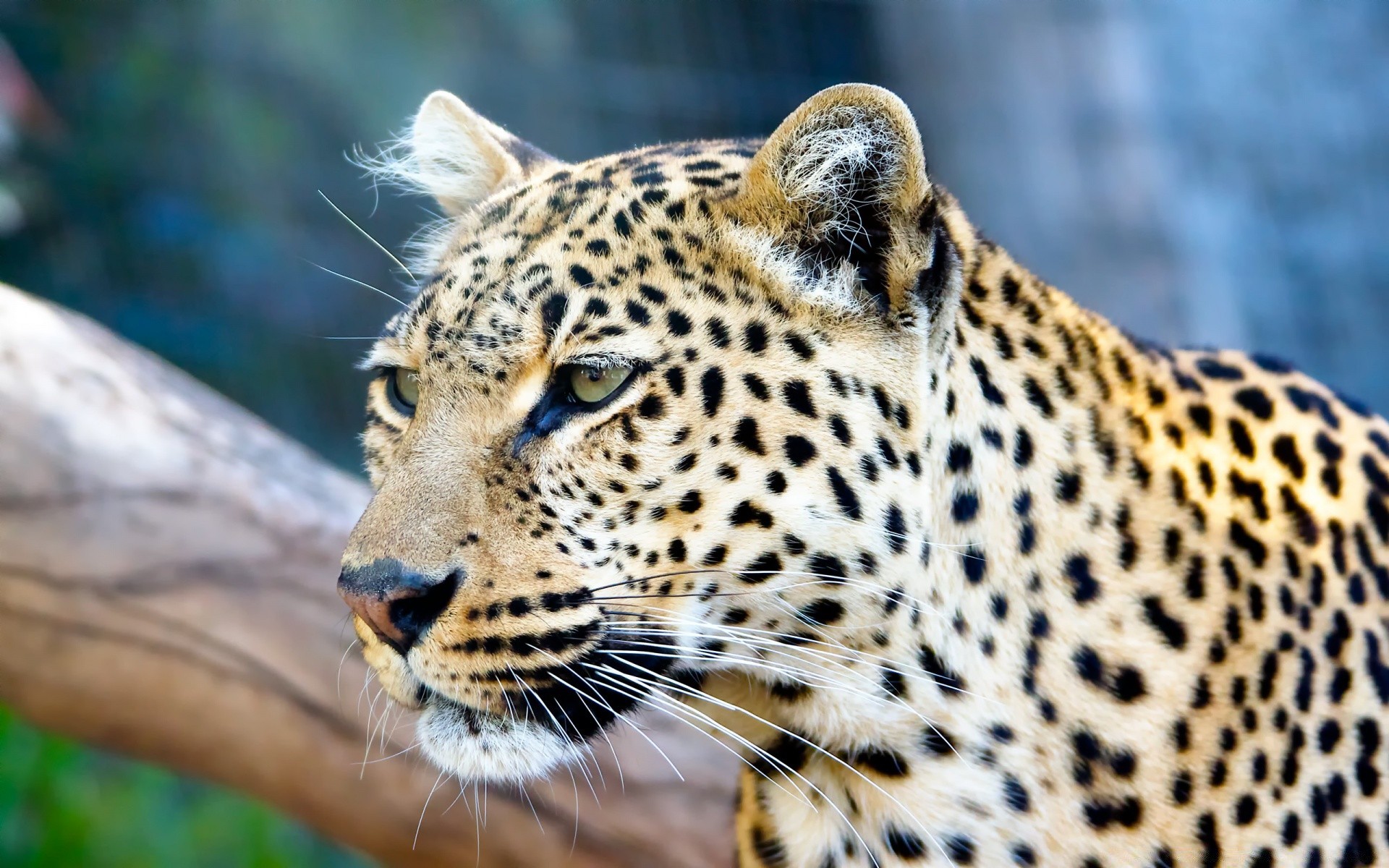 animaux chat faune prédateur nature léopard mammifère animal sauvage chasseur mangeur de viande safari zoo oeil grand danger