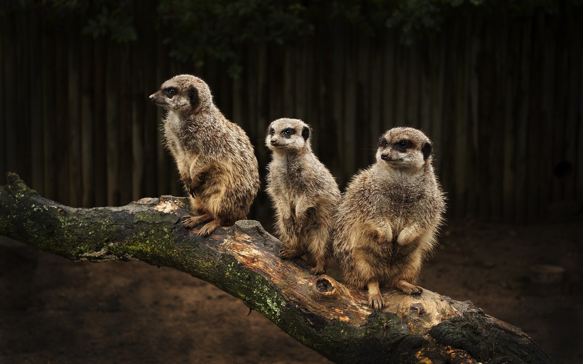 tiere säugetier tierwelt natur zoo wild im freien tageslicht niedlich porträt tier erdmännchen