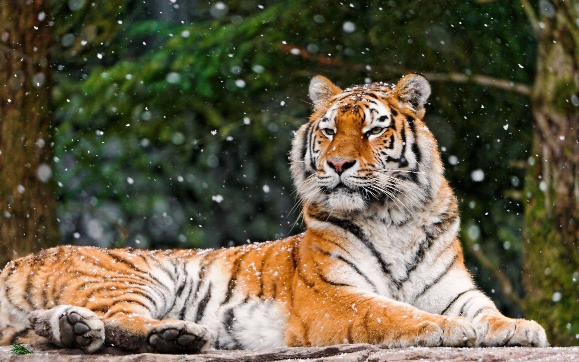 animais gato tigre vida selvagem mamífero predador comedor de carne animal caçador grande pele selva listra olhando perigo selvagem siberiano natureza caça jardim zoológico agressão