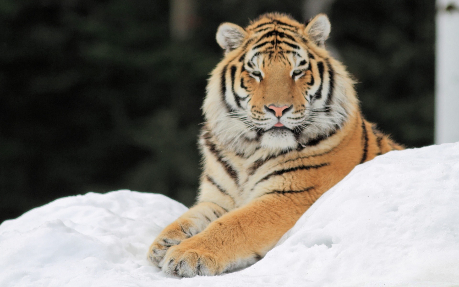 animais vida selvagem gato tigre predador mamífero natureza perigo animal selvagem comedor de carne caçador siberiano grande pele caça olhando jardim zoológico tira