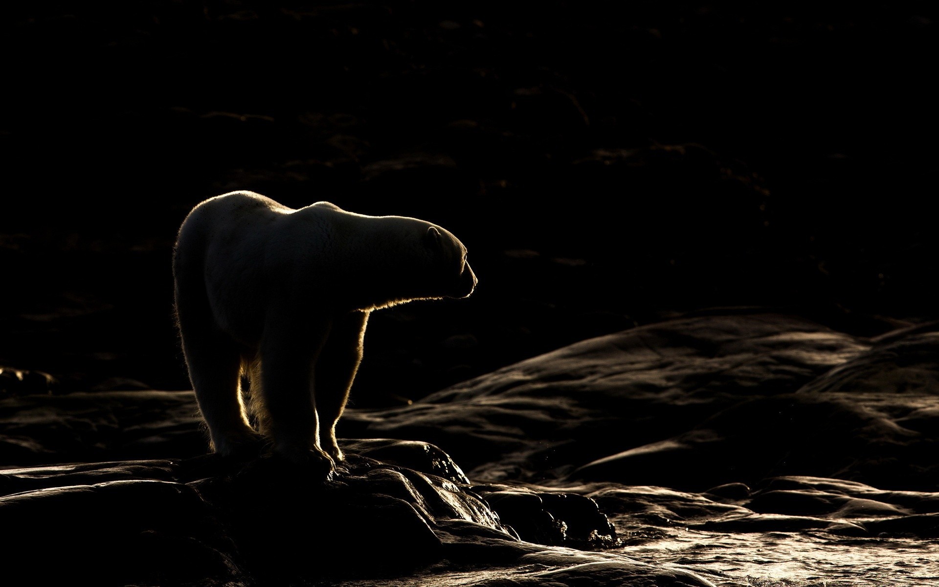 animals dark water shadow nature mammal nude