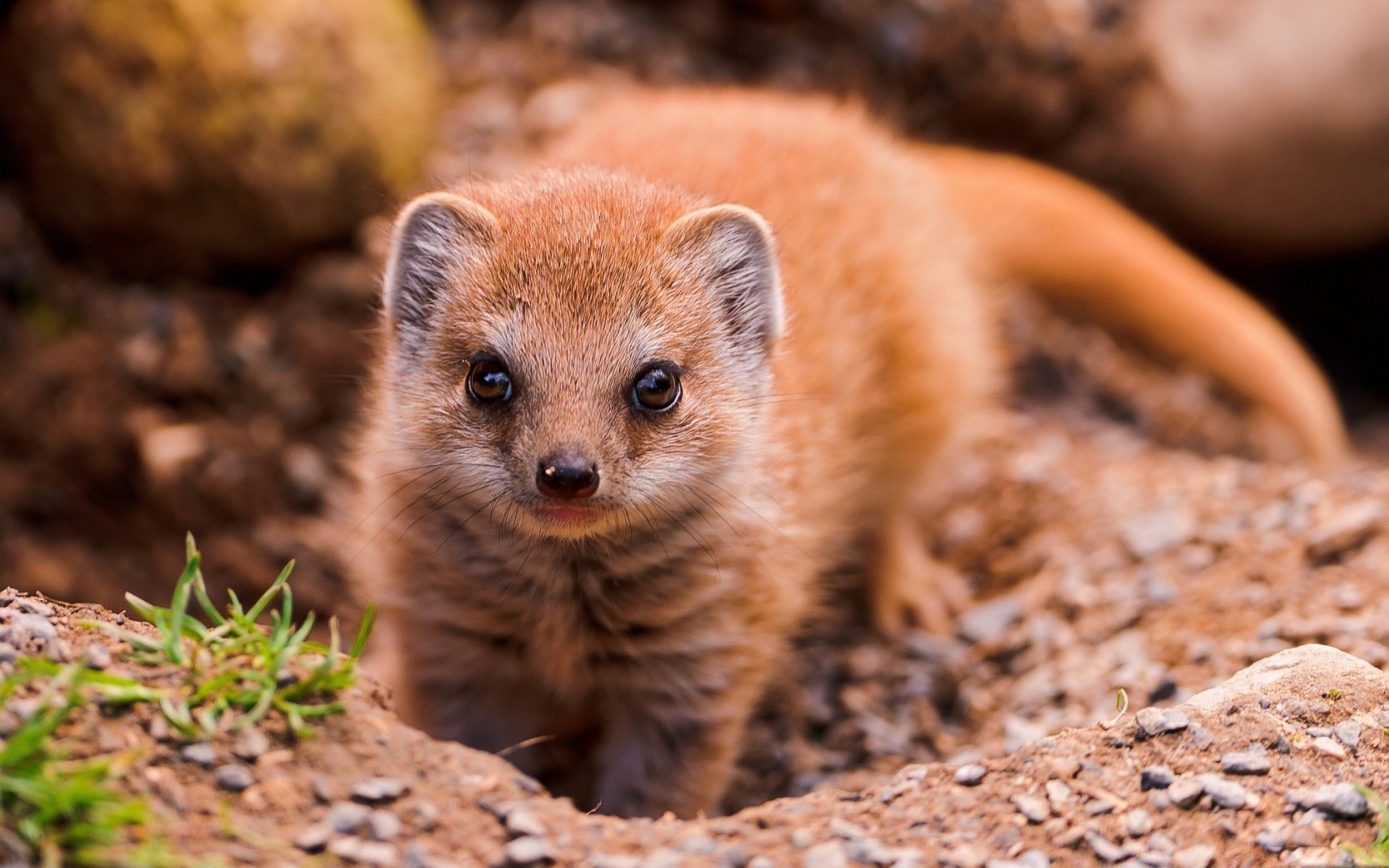 animais vida selvagem mamífero natureza fofa pequeno selvagem ao ar livre