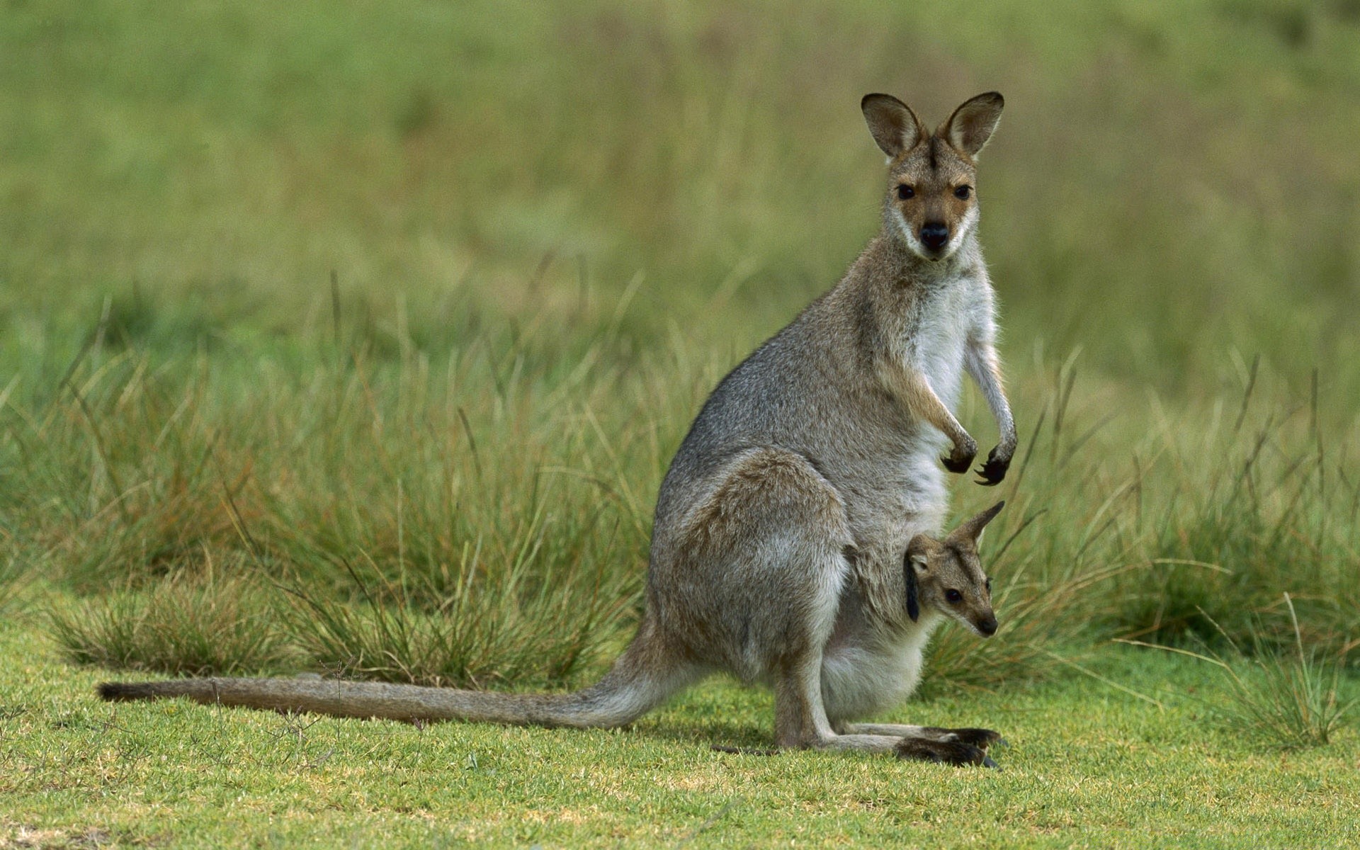 zwierzęta przyroda ssak torbacze kangur trawa zwierzę wallaby dziki natura śliczne ogon szary futro skakać portret torba na zewnątrz oglądanie zoo